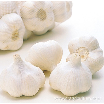 Farm Wholesale Dried Whole Garlic Price